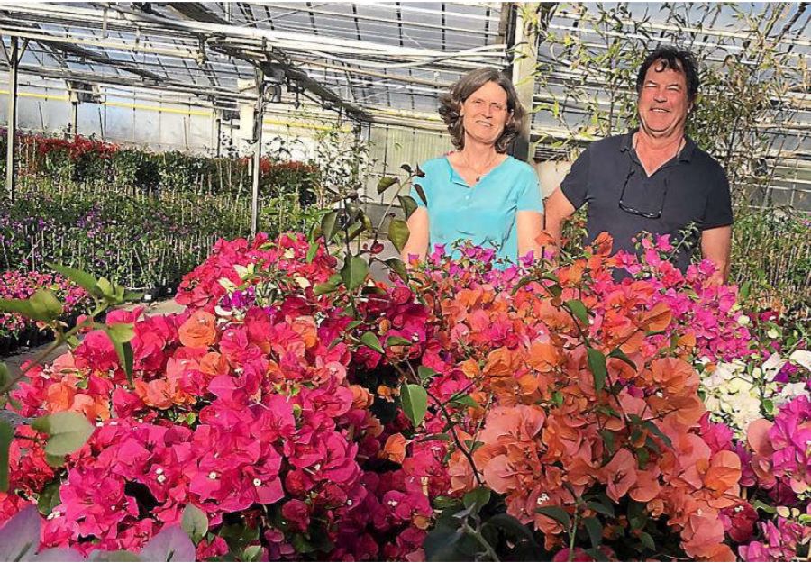 Marie et Philippe Levaux au sein de la collection de bougainvilliers de la pépinière Cannebeth